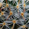 Mammillaria_ rhodantha _ssp.rhodantha_ 11